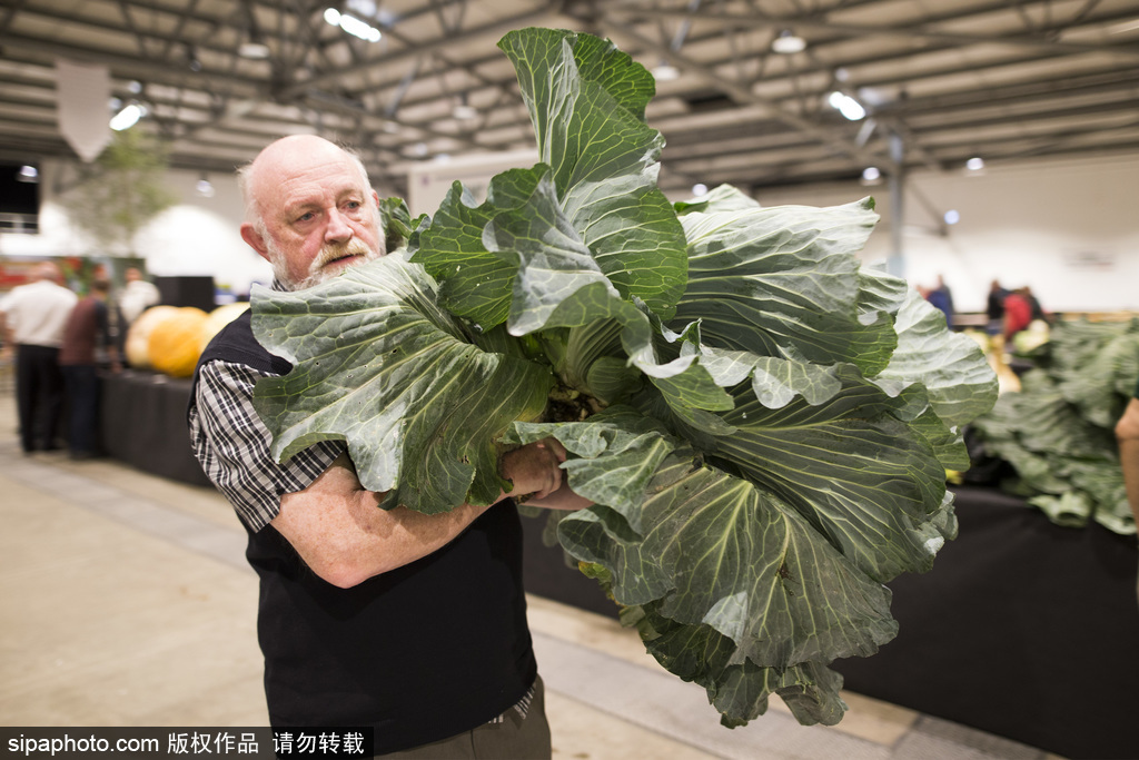 英國舉行“巨型蔬菜競(jìng)賽” 南瓜綠菜中“巨無霸”亮相驚呆路人