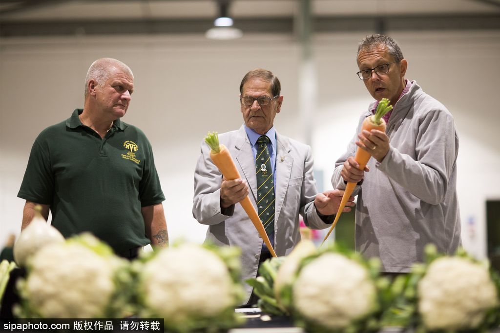 英國舉行“巨型蔬菜競(jìng)賽” 南瓜綠菜中“巨無霸”亮相驚呆路人