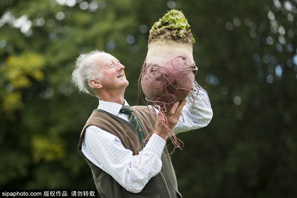 英國(guó)舉行“巨型蔬菜競(jìng)賽” 南瓜綠菜中“巨無(wú)霸”亮相驚呆路人