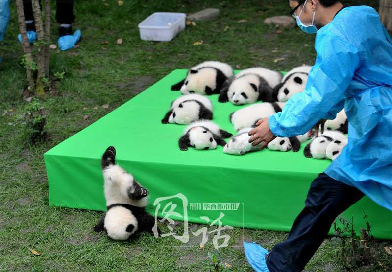 萌化了！成都23只熊貓寶寶集體亮相