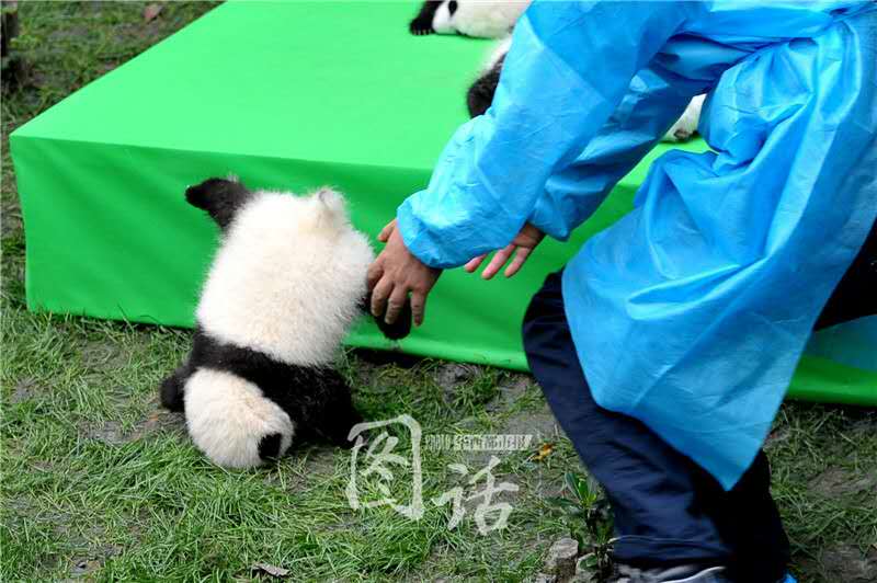萌化了！成都23只熊貓寶寶集體亮相