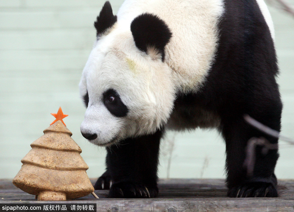 盤點動物圈的圣誕節(jié) 確定你們不是來賣萌的？