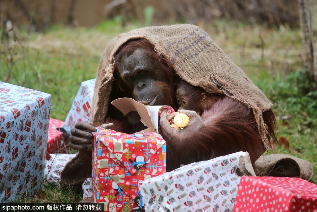 盤點動物圈的圣誕節(jié) 確定你們不是來賣萌的？