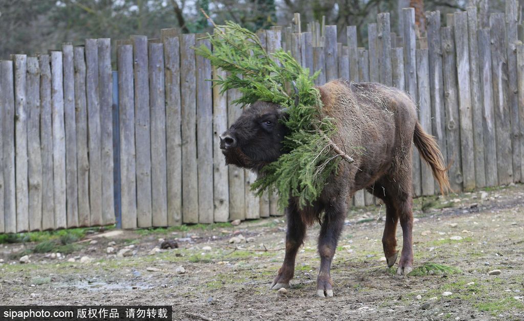 盤點動物圈的圣誕節(jié) 確定你們不是來賣萌的？