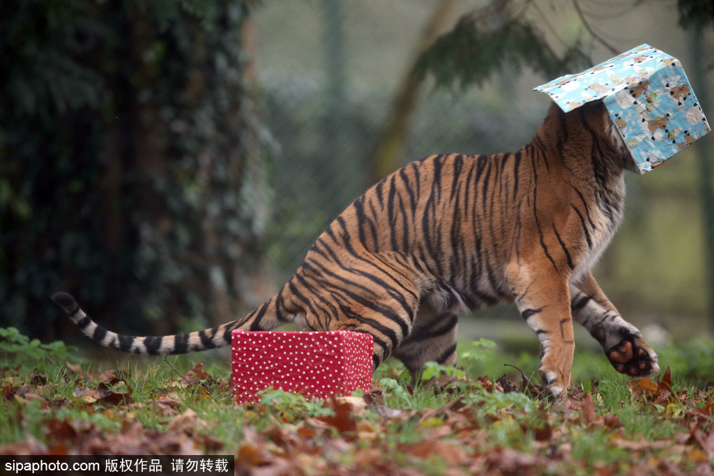 盤點動物圈的圣誕節(jié) 確定你們不是來賣萌的？
