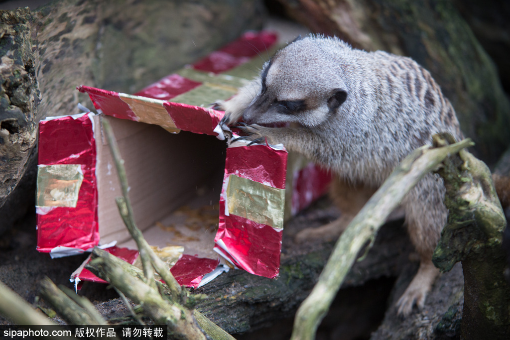 盤點動物圈的圣誕節(jié) 確定你們不是來賣萌的？