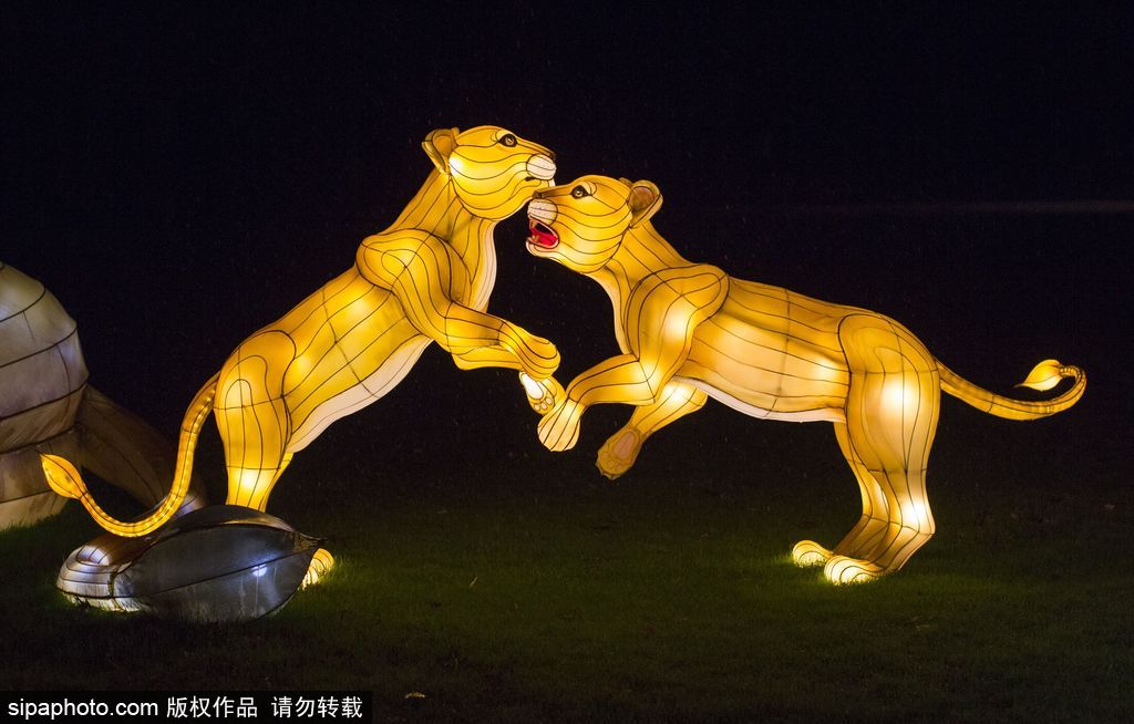 英國超大規(guī)模中國巨型燈籠會 豐富動(dòng)物造型燈飾亮相
