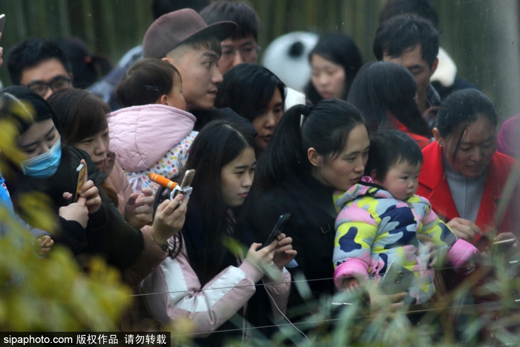 江蘇動物園國寶大熊貓首次對外開放 吸引數(shù)萬游客圍觀