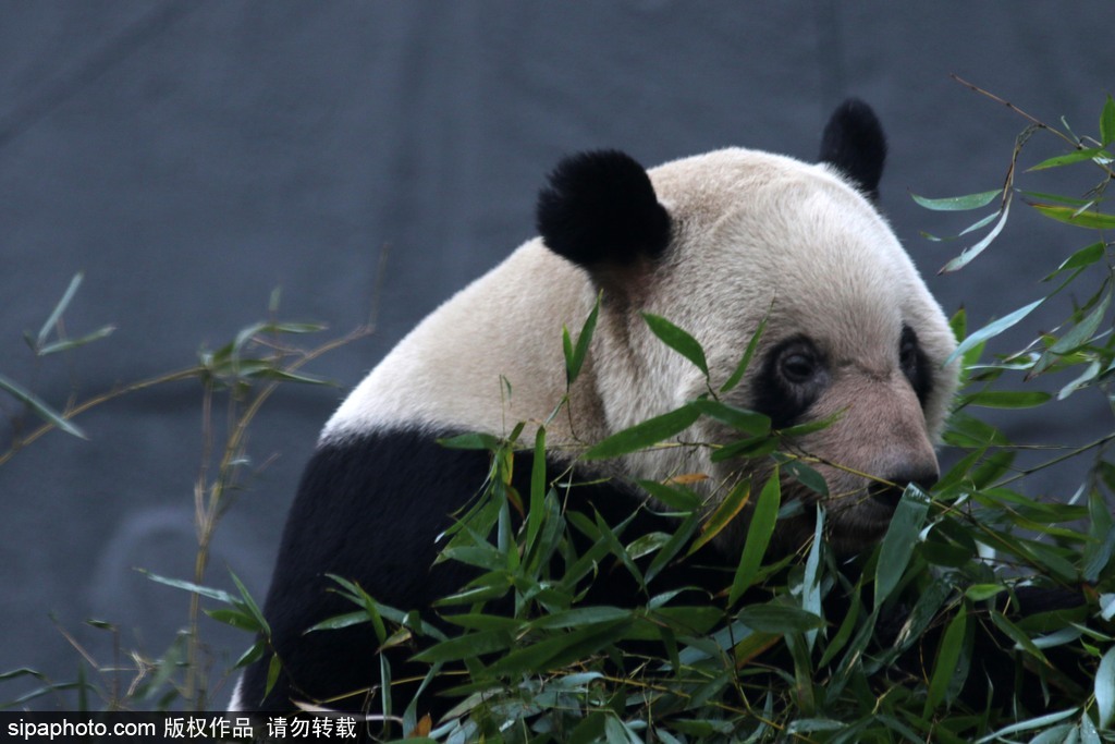 江蘇動(dòng)物園國(guó)寶大熊貓首次對(duì)外開放 吸引數(shù)萬游客圍觀
