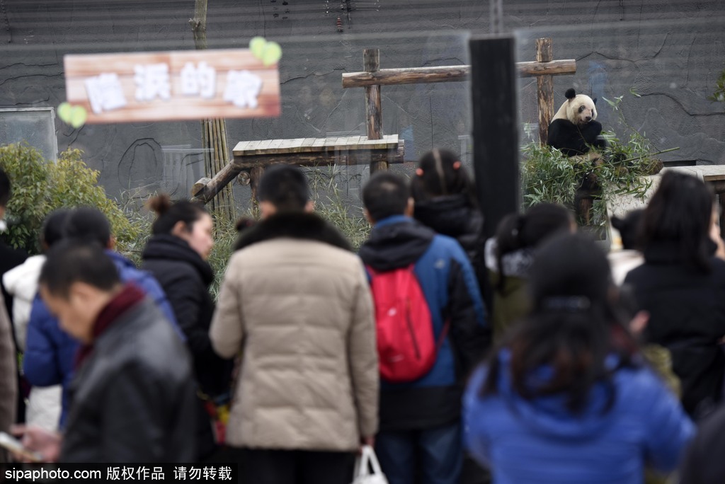 江蘇動(dòng)物園國(guó)寶大熊貓首次對(duì)外開放 吸引數(shù)萬游客圍觀
