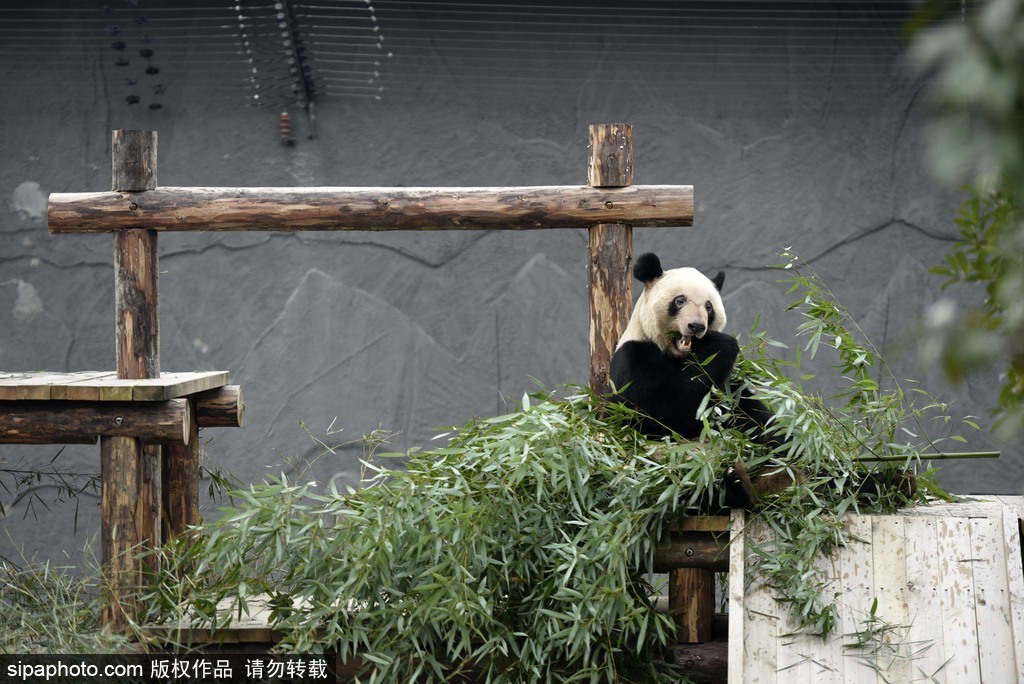 江蘇動(dòng)物園國(guó)寶大熊貓首次對(duì)外開放 吸引數(shù)萬游客圍觀