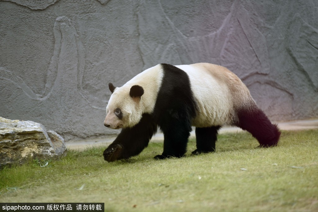 江蘇動(dòng)物園國寶大熊貓首次對(duì)外開放 吸引數(shù)萬游客圍觀