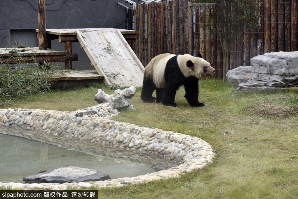 江蘇動物園國寶大熊貓首次對外開放 吸引數(shù)萬游客圍觀
