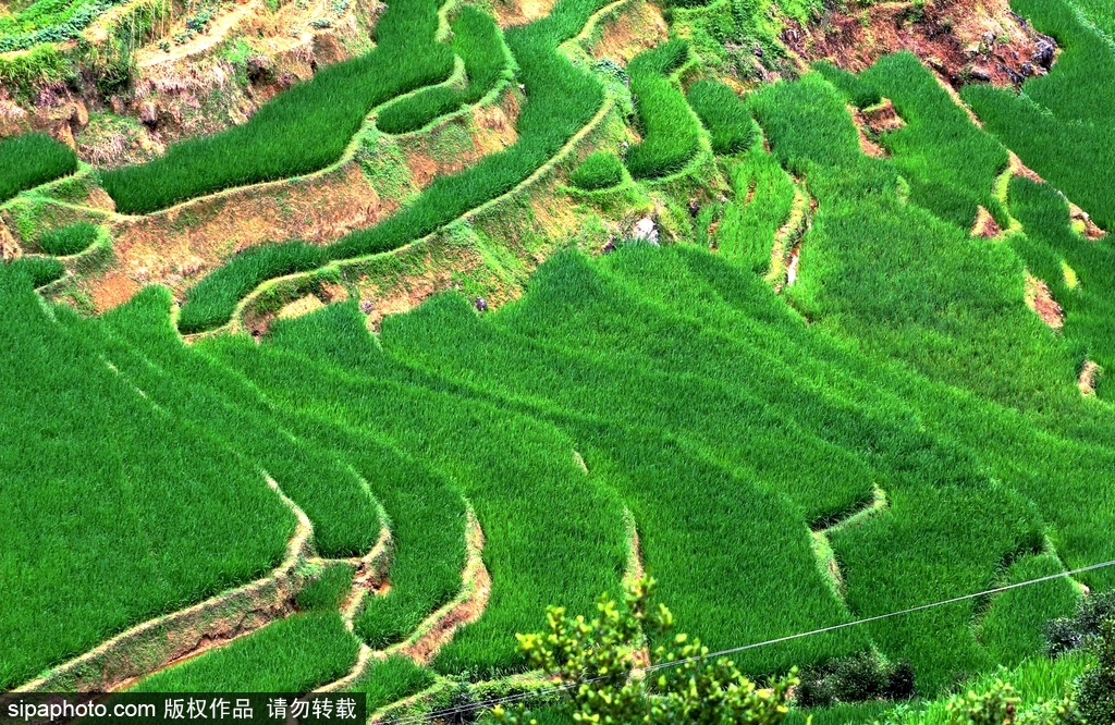 春回大地草木萌動 盤點(diǎn)那些農(nóng)田光景返樸歸真