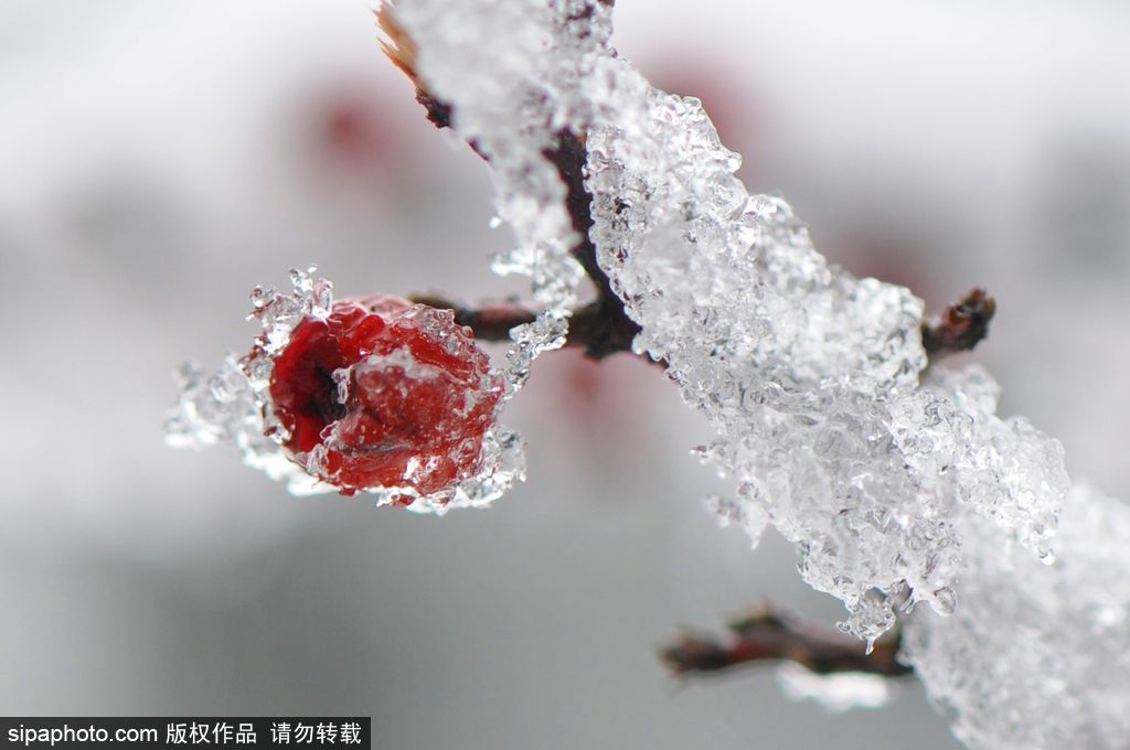 這個冬季太漫長？ 盤點(diǎn)霧凇冰掛美景讓你忘記季節(jié)時間