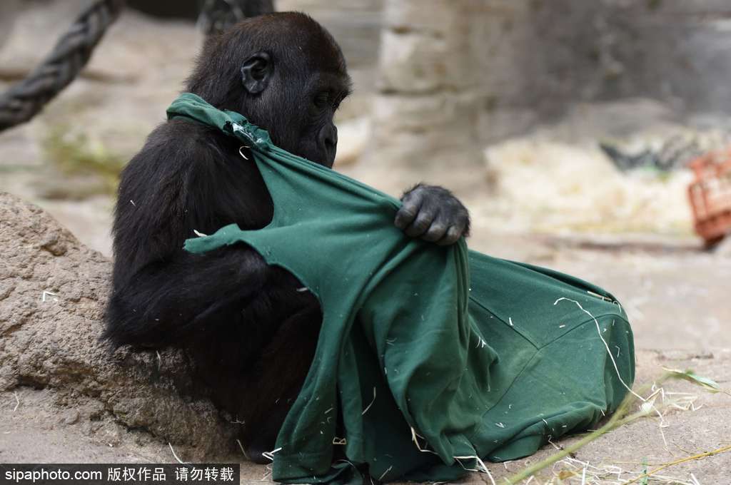 西班牙九個月小猩猩動物園玩耍嬉戲 憨態(tài)可掬“人模人樣”