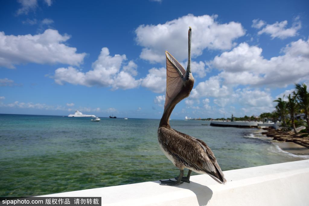 盤點(diǎn)動物慵懶百態(tài) 伸懶腰打呵欠萌態(tài)十足