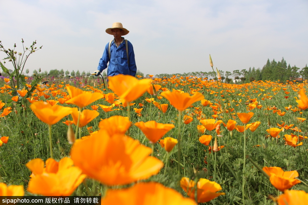湖北孝感：鮮花盛開五彩繽紛 春風(fēng)和煦游人醉