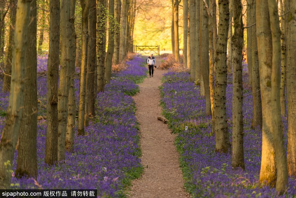 英國各地春光宜人 風鈴草盛開如畫