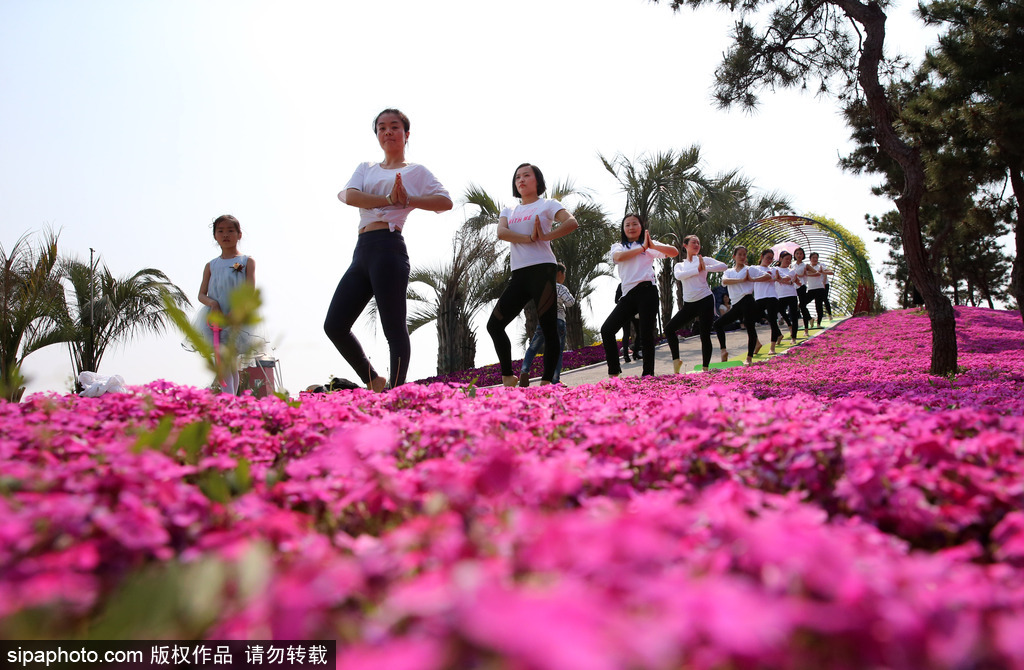 江蘇瑜伽愛好者花海林間展現(xiàn)運動之美 愉悅身心成靚麗風景