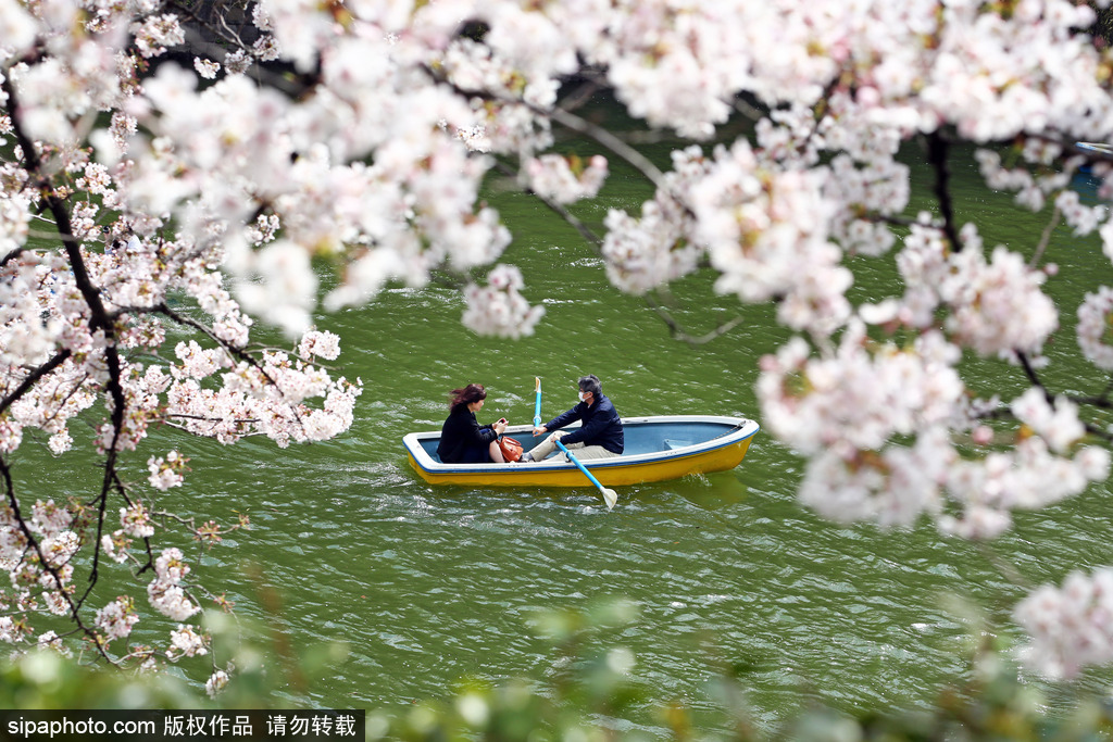 日本櫻花季之目黑河畔 絕美夢幻陶醉春光