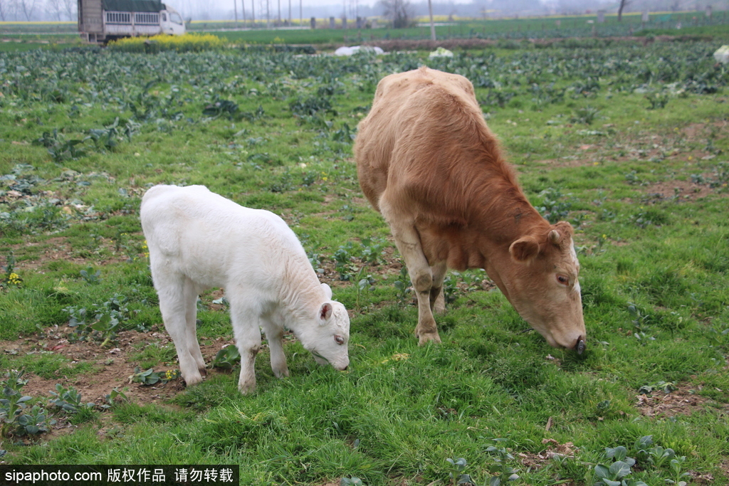長(zhǎng)大后我將成為你 母親節(jié)盤點(diǎn)動(dòng)物界母子神同步