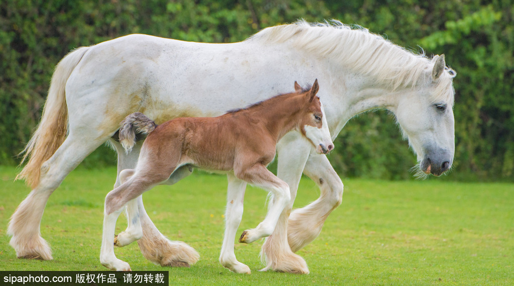 長(zhǎng)大后我將成為你 母親節(jié)盤點(diǎn)動(dòng)物界母子神同步