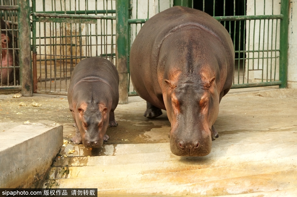 長大后我將成為你 母親節(jié)盤點動物界母子神同步