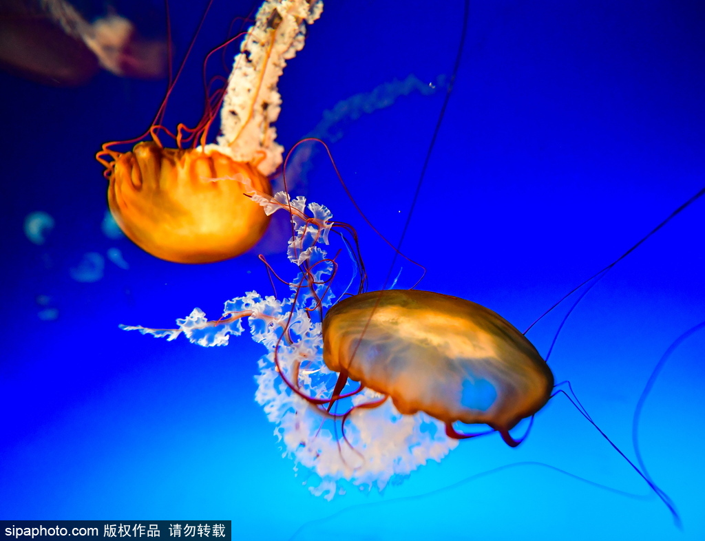 世界最大級(jí)別的水族館 日本大阪海游館