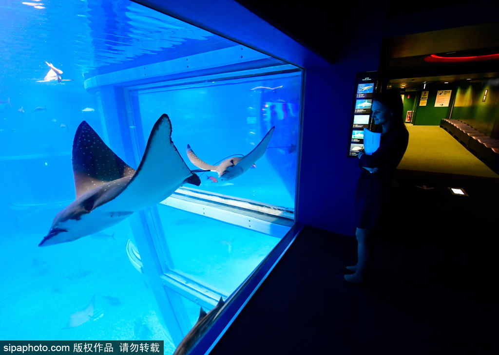 世界最大級(jí)別的水族館 日本大阪海游館