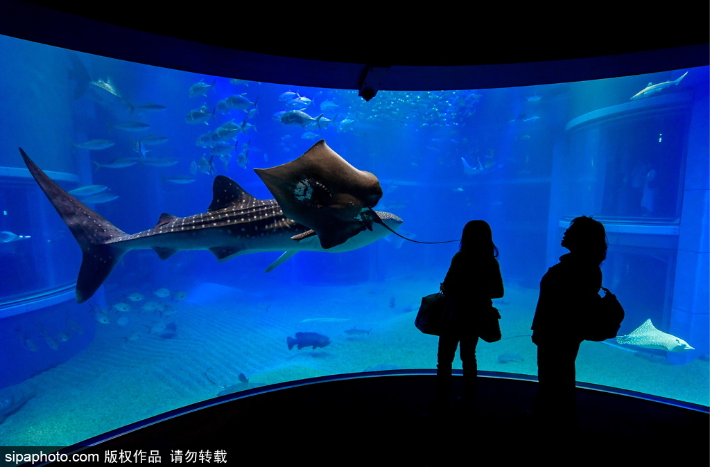世界最大級(jí)別的水族館 日本大阪海游館