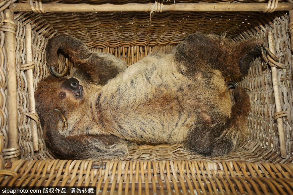 樹懶也有牙病？德國哈雷動物園樹懶接受牙醫(yī)治療
