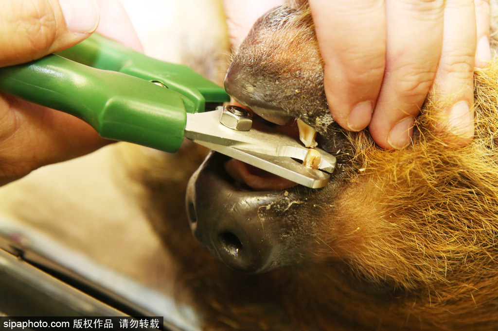 樹懶也有牙病？德國哈雷動物園樹懶接受牙醫(yī)治療
