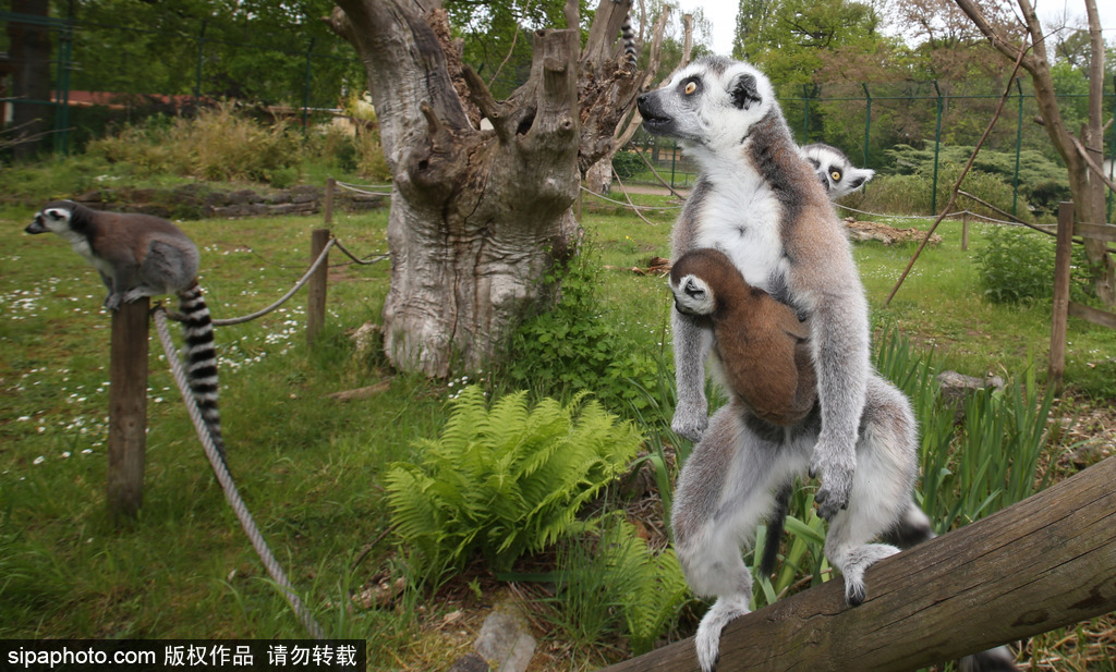 就是不撒手！環(huán)尾狐猴幼崽緊抱媽媽呆傻可愛(ài)