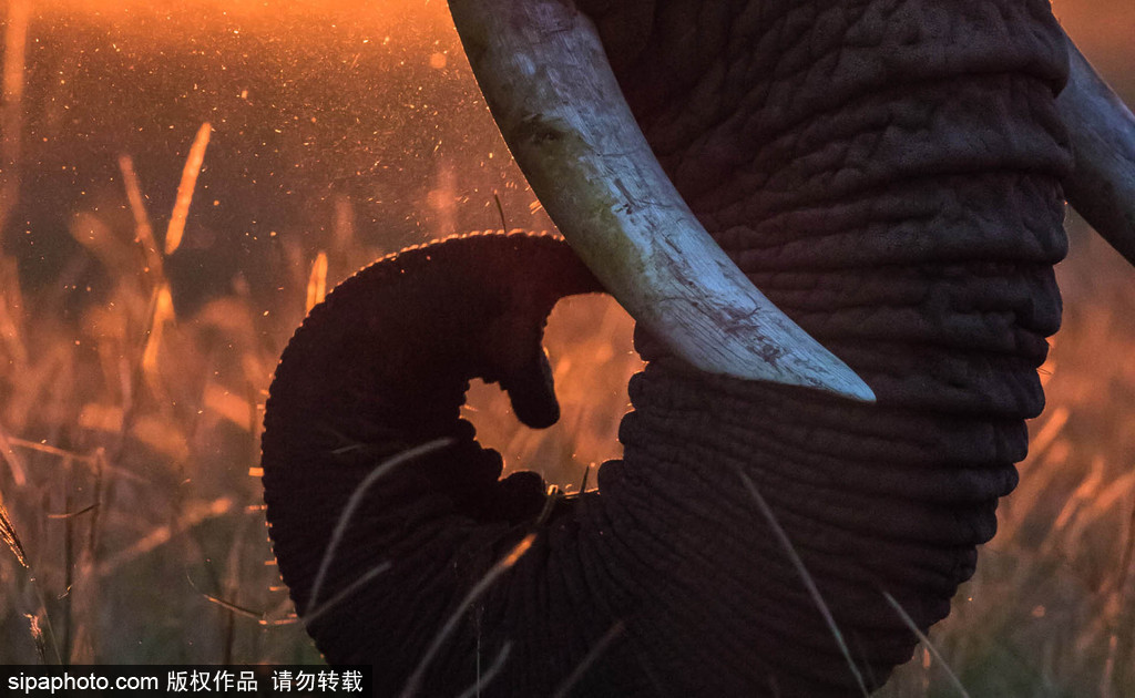 “520”愛(ài)不僅要說(shuō)出來(lái) 盤點(diǎn)動(dòng)物實(shí)力秀愛(ài)意