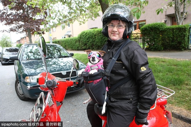 帶上汪星人去兜風(fēng) 主人為愛(ài)犬打造摩托車安全背帶