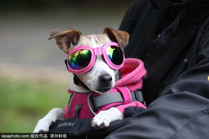 帶上汪星人去兜風(fēng) 主人為愛犬打造摩托車安全背帶