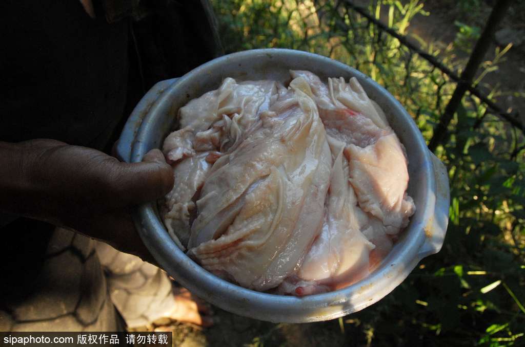 人與自然相處模式 印尼男子養(yǎng)老虎親密無(wú)間