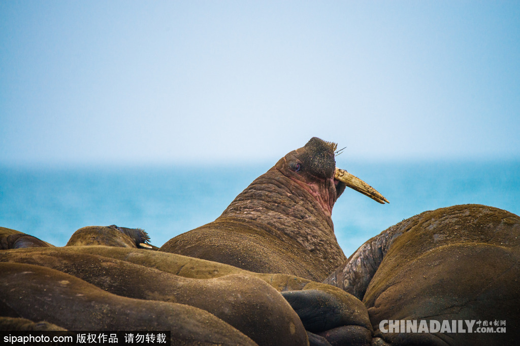 唯美如高清壁紙 攝影師實拍世界各地野生動物
