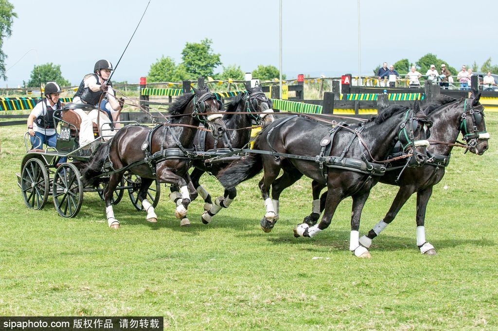 英國(guó)霍普頓四輪馬車(chē)賽激烈上演 菲利普親王坐車(chē)中悠閑觀賽