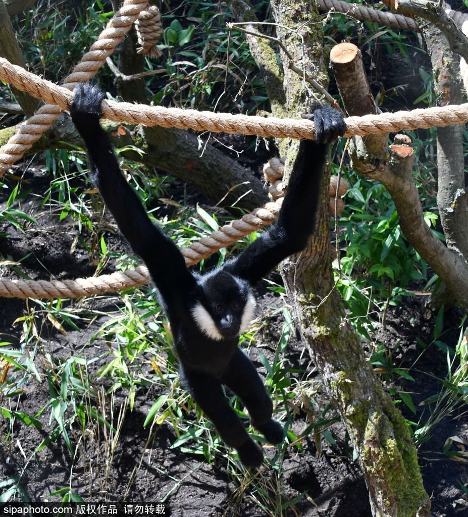 英國倫敦動(dòng)物園長臂猿 “飛檐走壁”身手敏捷