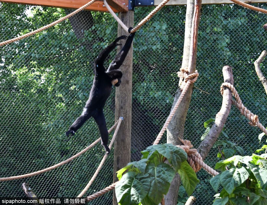 英國倫敦動(dòng)物園長臂猿 “飛檐走壁”身手敏捷