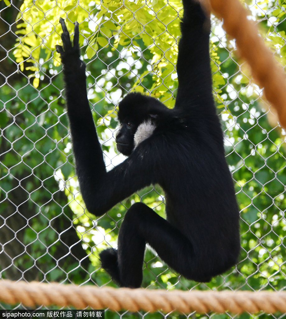 英國倫敦動(dòng)物園長臂猿 “飛檐走壁”身手敏捷