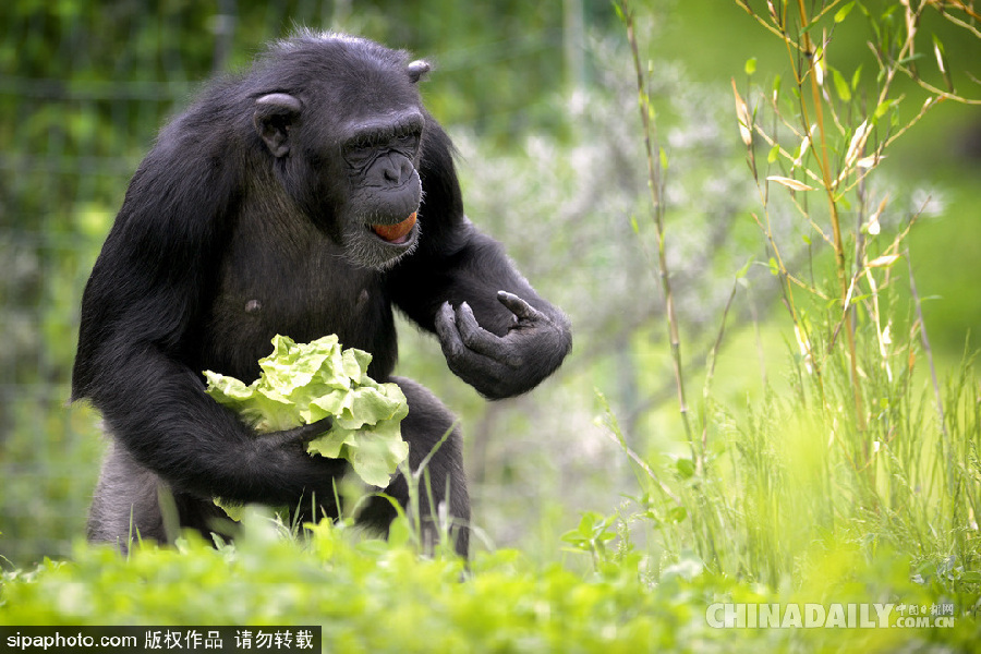 能耐了！捷克動物園黑猩猩直立行走采摘食物有模有樣