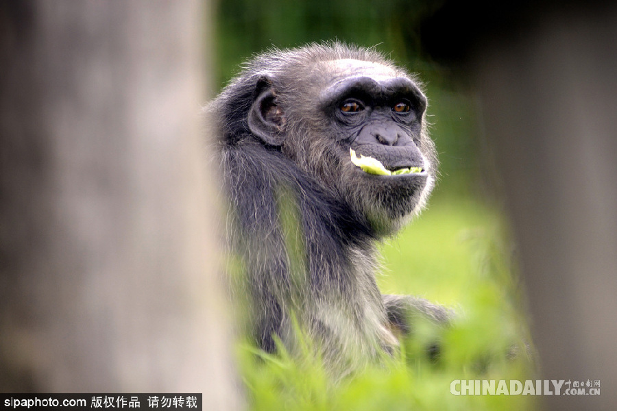 能耐了！捷克動(dòng)物園黑猩猩直立行走采摘食物有模有樣