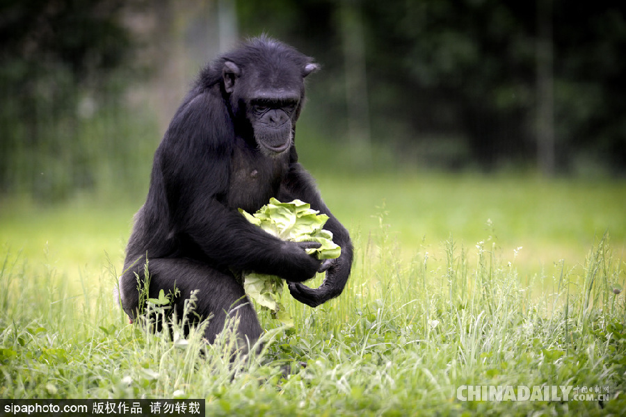 能耐了！捷克動物園黑猩猩直立行走采摘食物有模有樣