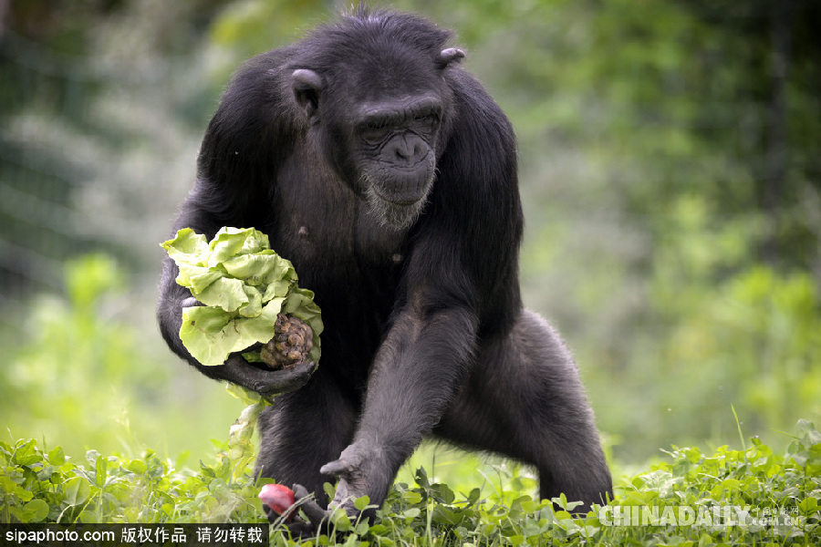 能耐了！捷克動(dòng)物園黑猩猩直立行走采摘食物有模有樣