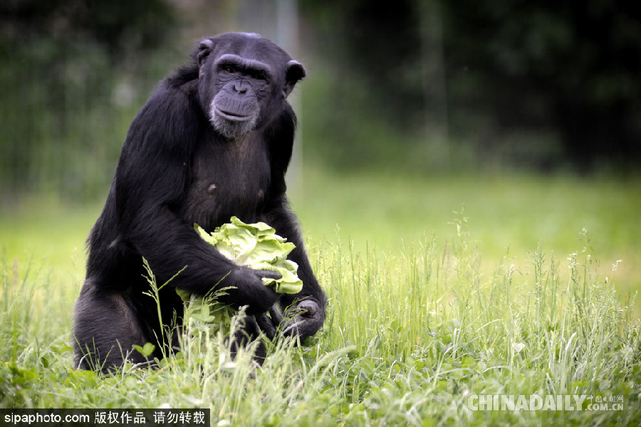 能耐了！捷克動物園黑猩猩直立行走采摘食物有模有樣