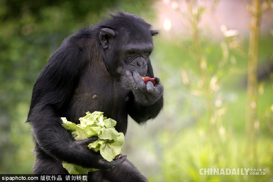 能耐了！捷克動(dòng)物園黑猩猩直立行走采摘食物有模有樣