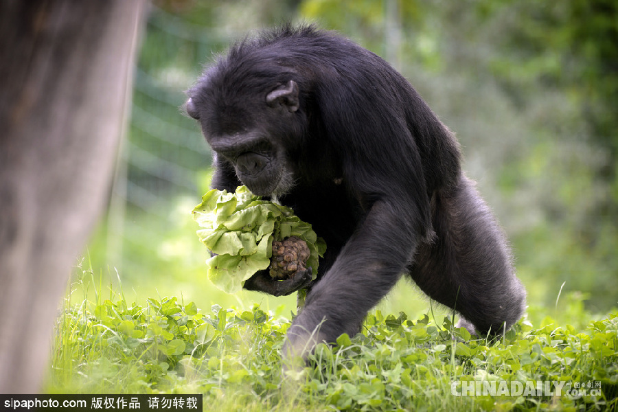 能耐了！捷克動物園黑猩猩直立行走采摘食物有模有樣